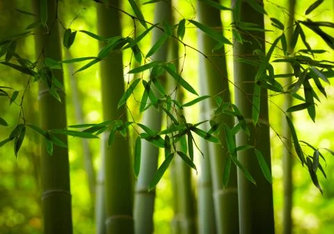 Bamboo forest background Stock Photos