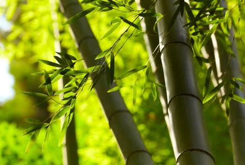 Bamboo forest background Foto stock