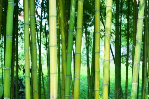 Bamboo forest background Stock Photos