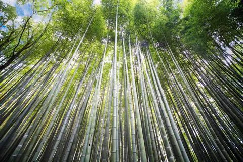 Bamboo forest background Foto stock
