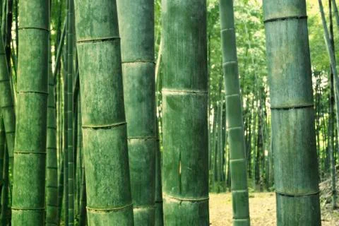 Bamboo forest background Stock-Fotos