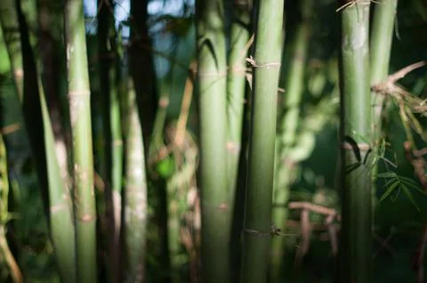Bamboo forest background Stock Photos
