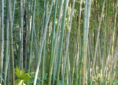 Bamboo forest background Stock Photos