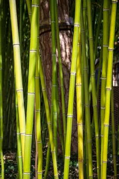 Bamboo forest background Stock Photos