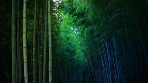 Bamboo forest background. thick bamboo trunks shoot up straight. Japan China Stock Photos