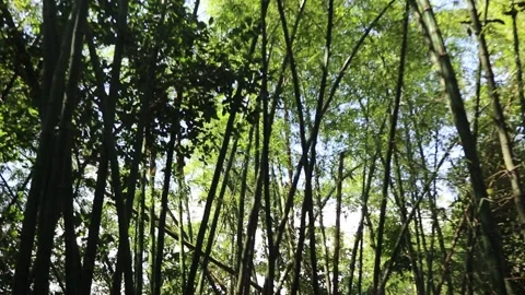 Bamboo forest. Bamboo trees blown by the wind. Stock Footage 234857792