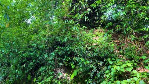 Bamboo forest bank overlooking small stream - Khadimnagar national park, Sylhet Stock Footage 340427486