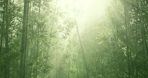Bamboo forest bathed in soft sunlight creates a serene atmosphere Illustration