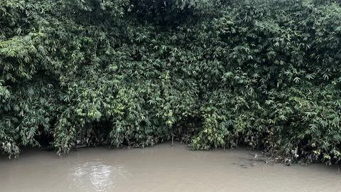 Bamboo Forest Bordering a Murky River in Rural Area Stock Photos