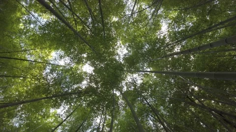 Bamboo forest botanical garden Museum. Rome. Circular view from below. Stock Footage