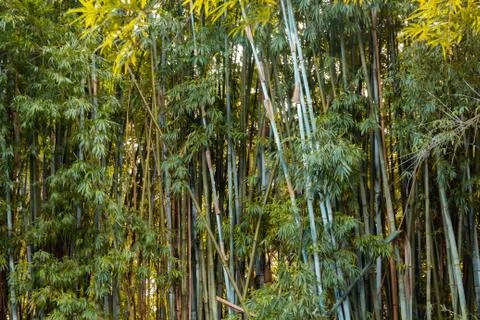 Bamboo forest in a botanical garden Stock Photos