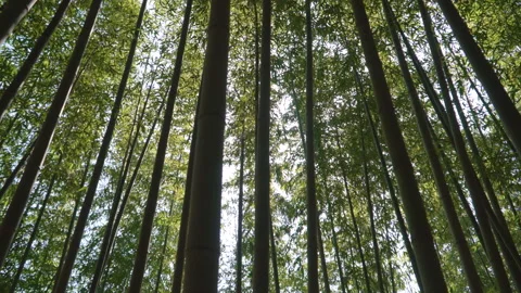Bamboo forest with the breeze Stock Footage 169855355