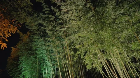 Bamboo forest with the breeze at night Stock Footage 169949668