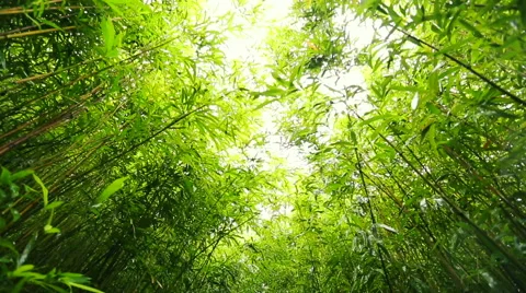 Bamboo Forest Canopy. Stock Footage 55664062