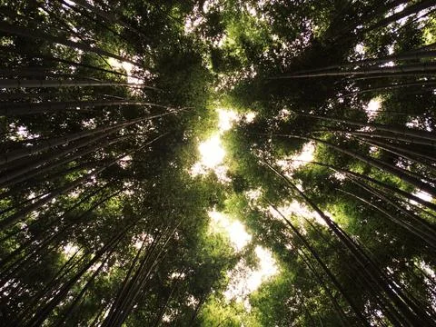 Bamboo forest canopy with sunlight reaching through green leaves Stock Photos