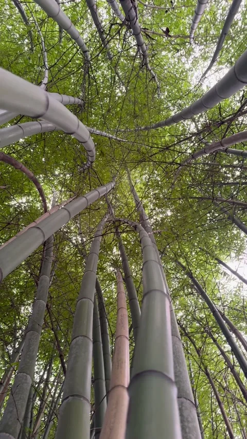 Bamboo Forest Canopy Worm's Eye View Stock Footage 336581343