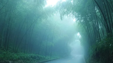 Bamboo forest  in China 스톡 동영상 67619041