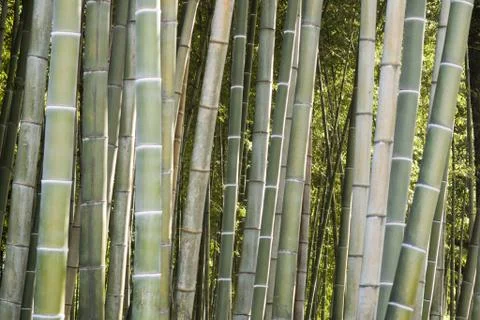 Bamboo forest close up for background. Stock Photos
