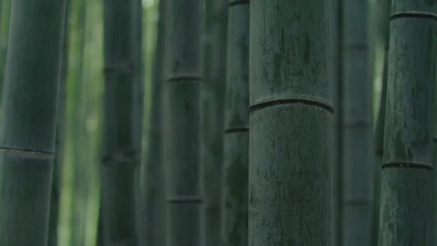 Bamboo forest close up Vídeo Stock 84589844