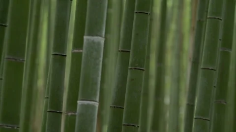 Bamboo forest close up pan Stock Footage 133147190
