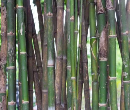 Bamboo forest closeup Stock Photos