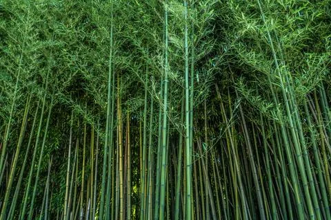 Bamboo forest closeup Stock Photos
