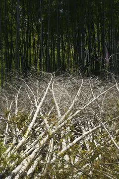 Bamboo forest deforestation Foto stock