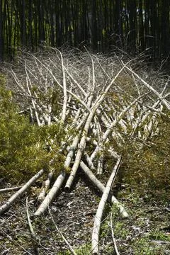 Bamboo forest deforestation Stock Photos