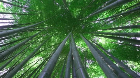 Bamboo forest. Dense forest through which it is impossible to pass. Stock Footage 246856014