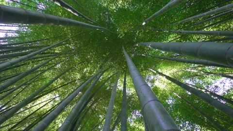 Bamboo forest. Dense forest through which it is impossible to pass. Stock Footage 246856073
