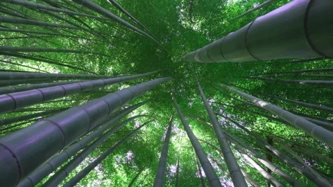 Bamboo forest. Dense forest through which it is impossible to pass. Stock Footage 246856094
