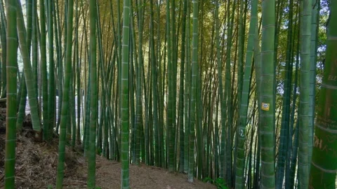 Bamboo forest. Dense forest through which it is impossible to pass. Stock Footage 246861965