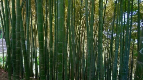 Bamboo forest. Dense forest through which it is impossible to pass. Stock Footage 246862142