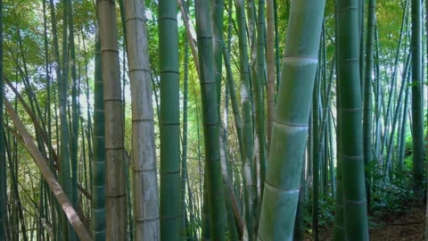 Bamboo forest. Dense forest through which it is impossible to pass. Stock Footage 246862348