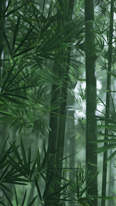 Bamboo forest with dense greenery and tree trunks during daytime Video stock 334890166