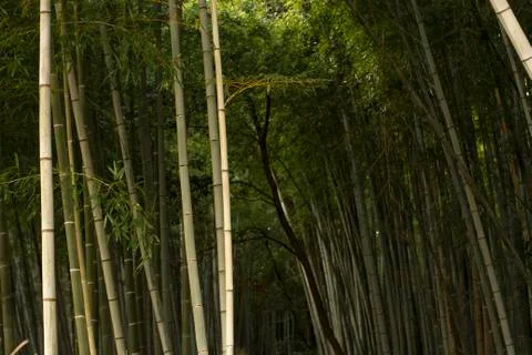 Bamboo forest dense 库存照片