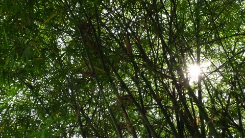 Bamboo forest dense tree with sunlight shine through 스톡 동영상 284118713