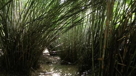 Bamboo forest drone 01 스톡 동영상 320115715