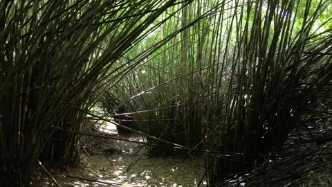 Bamboo forest drone 02 Stock-Footage 320115655
