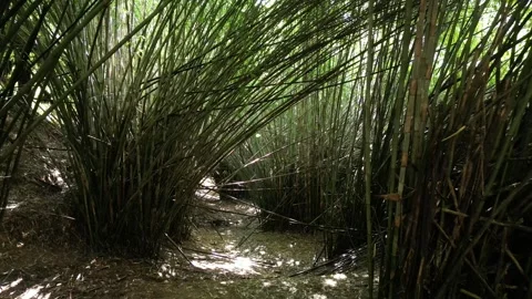 Bamboo forest drone 03 스톡 동영상 320115596