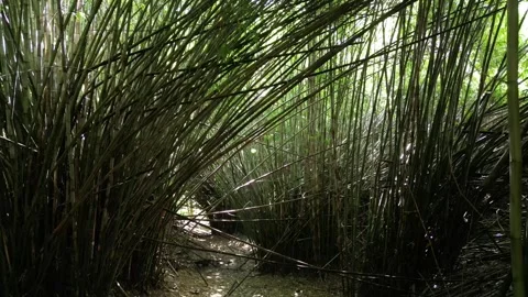 Bamboo forest drone 04 Video stock 320115748