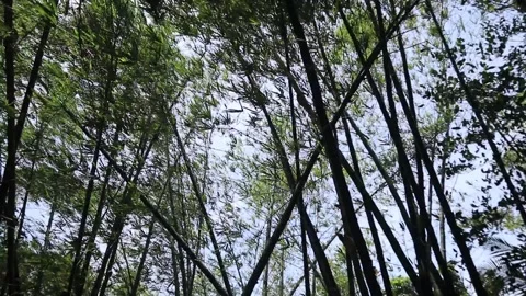 Bamboo forest during a storm. Stock Footage 327625770