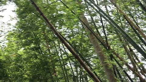 Bamboo forest during a storm. Stock Footage 327625776