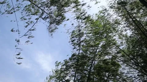 Bamboo forest during a storm. Stock Footage 327625779