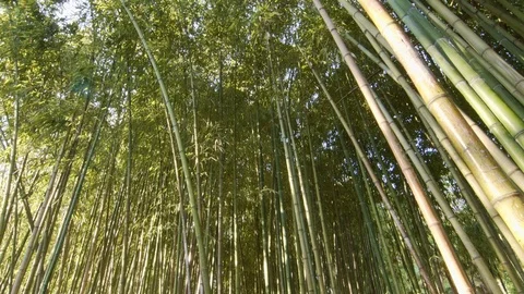 Bamboo forest at the evening Video stock 82186197