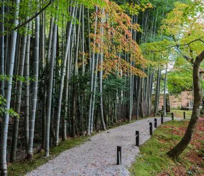 Bamboo forest with fall foliage Stock Photos