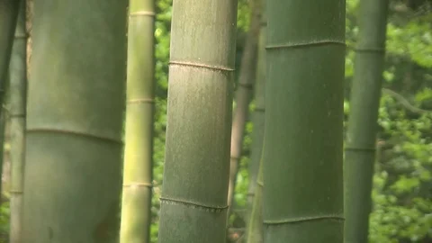 Bamboo forest. A few bamboo trunks closeup. Stock-Footage 72571544