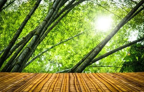 Bamboo forest with a floor Stock Photos
