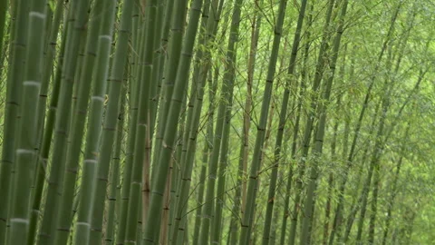 Bamboo forest focus shift 4 Stock Footage 133148213