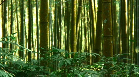 Bamboo forest Stock Footage 330919
